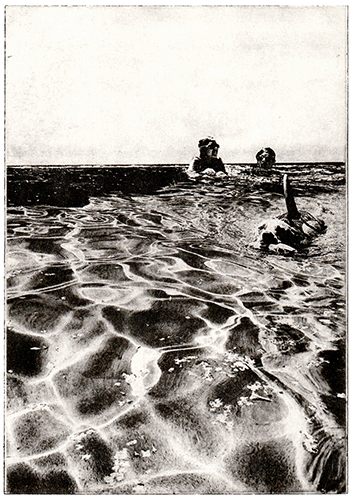 Swim Solarplate Etching Print